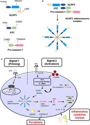 Frontiers | NLRP3 Inflammasome Activation In Cancer: A Double-Edged Sword